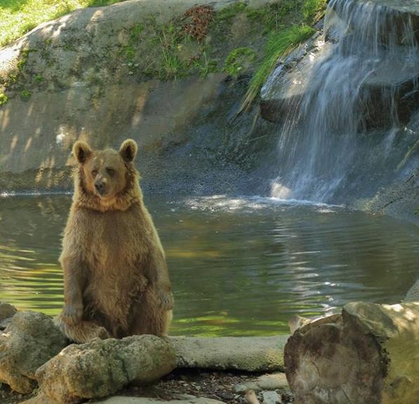 Oso-pardo-Mollo-Parc-CIMFormacion