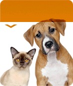Veterinaria