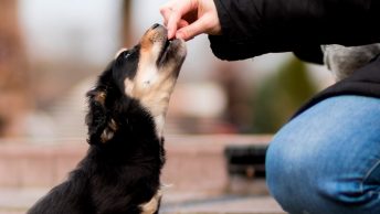 Chico entrenando a su perro