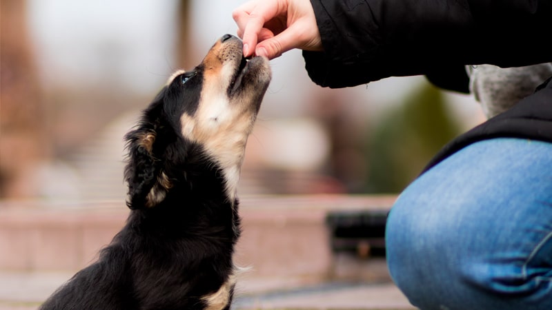 Chico entrenando a su perro