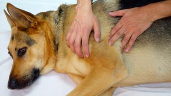 Tareas de traumatología del auxiliar veterinario