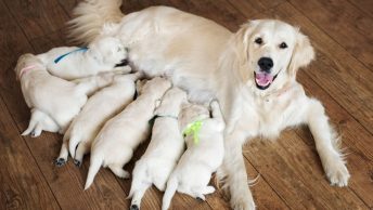 Perra dando de mamar a sus cachorros