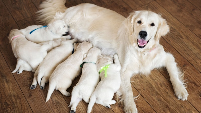 Principales dudas sobre la esterilización de perros 1 Perra dando de mamar a sus cachorros