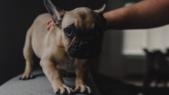 Perro asustado por los petardos