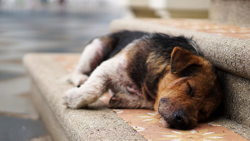 Perro acalorado