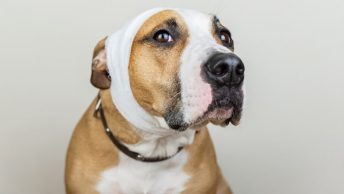 Perro con la oreja vendada