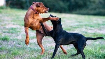 Perros agresivos peleando