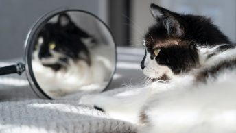 Gato frente a un espejo