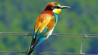 Pájaro de colores