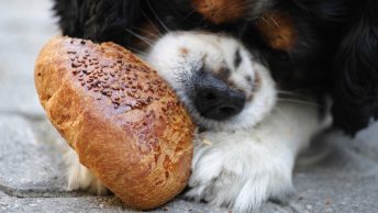 Perro comiendo un panecillo