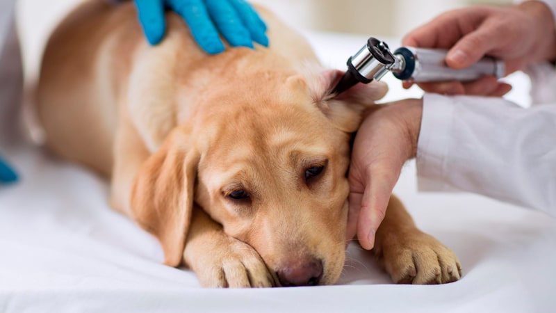 Veterinario revisa la oreja de un perro