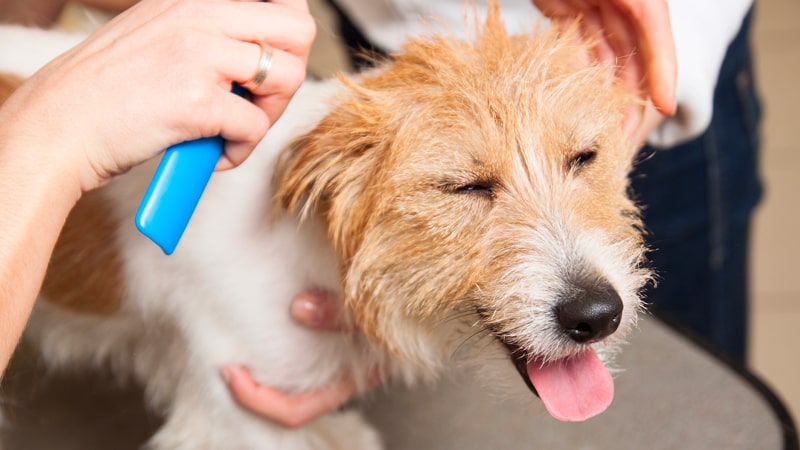 Peluquera haciendo stripping a un perro