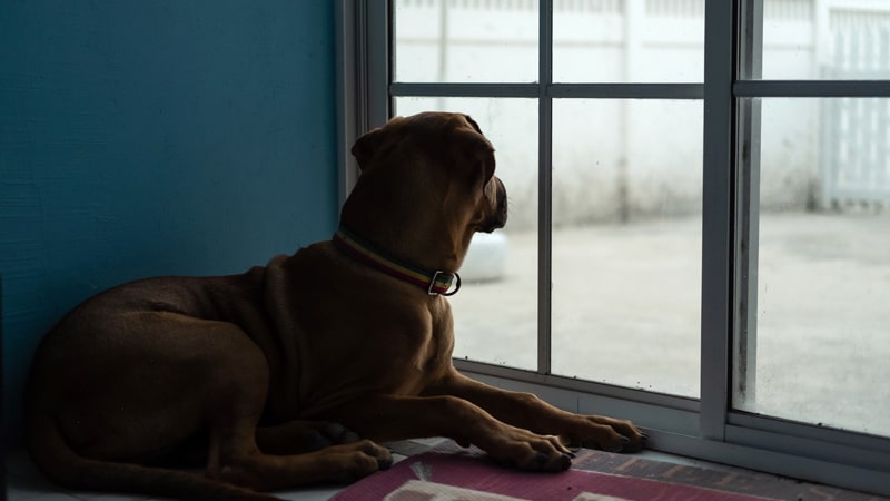 Perro guardián vigila por la ventana