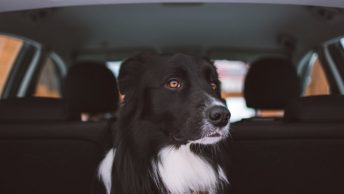 Border collie en un coche