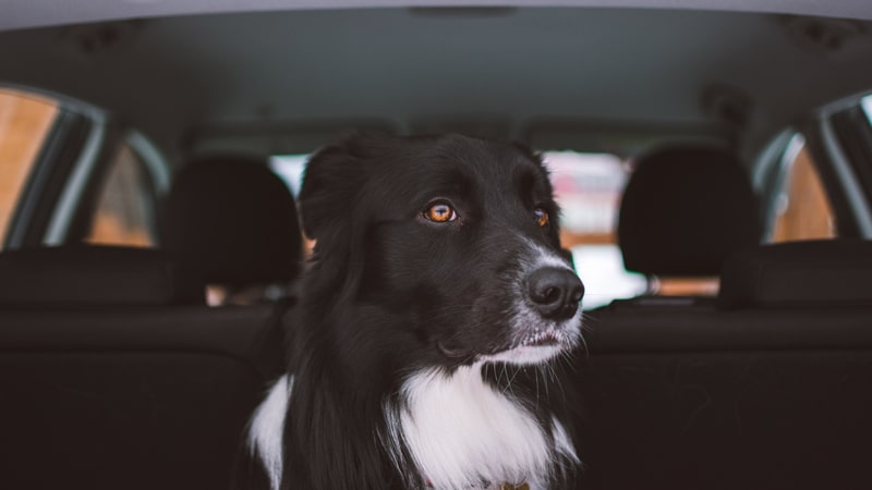 7 consejos para viajar en coche con tu perro 1 Border collie en un coche