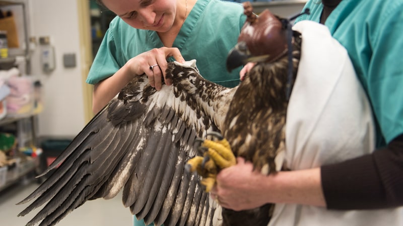 Águila atendida en un centro de recuperación