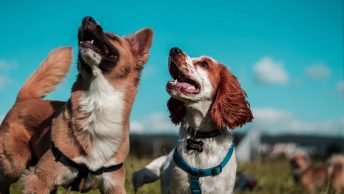 Dos perros de diferentes razas