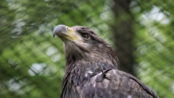 Águila recuperándose en un centro de rehabilitación
