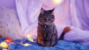 Gato despierto por la noche