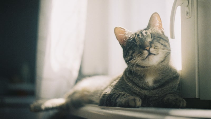 Gato tranquilo en la repisa de una ventana