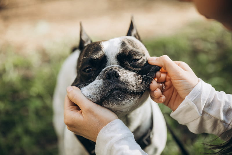 Diez razas de perros para niños 1