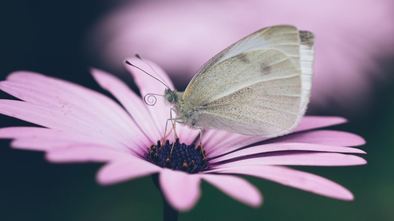 Mariposa sobre una flor: