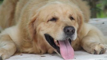 Perro obeso tumbado en el suelo