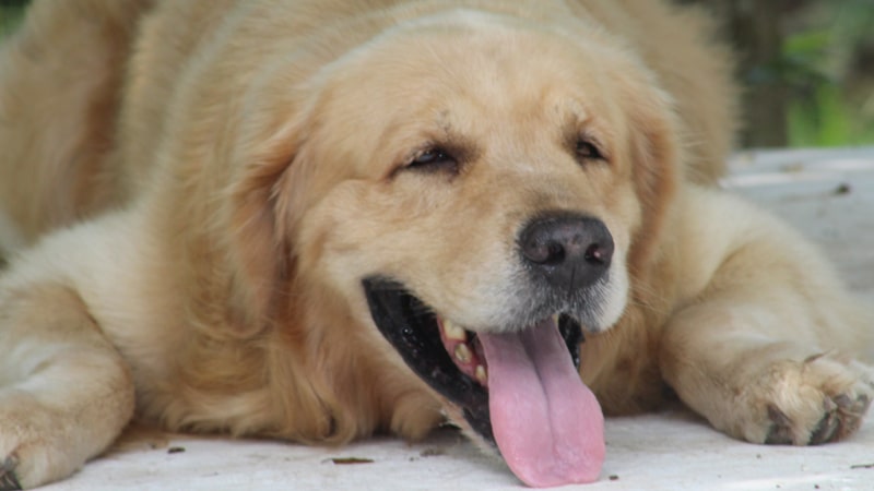 Perro obeso tumbado en el suelo