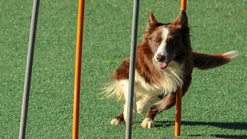 Ten confianza Inquieto planes Los obstáculos del agility para perros - Blog de CIM Formación