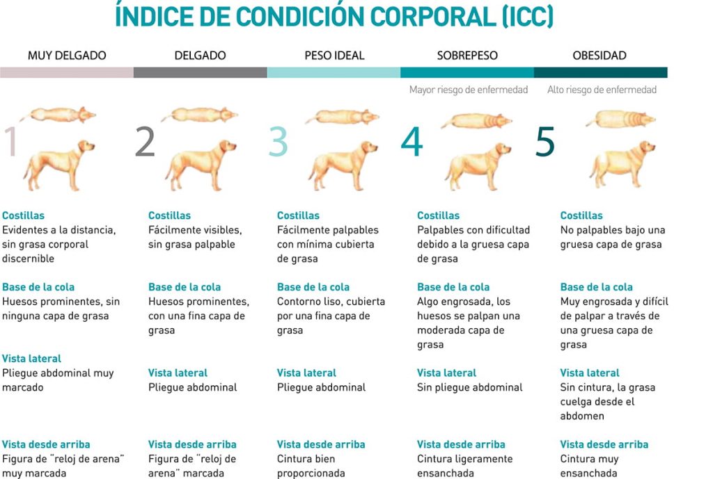 Cómo evaluar el índice de condición corporal en perros y gatos 2 Índice corporal en perros