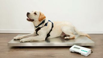 Perro subido en la báscula