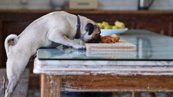 Perro intenta comer dulce de chocolate