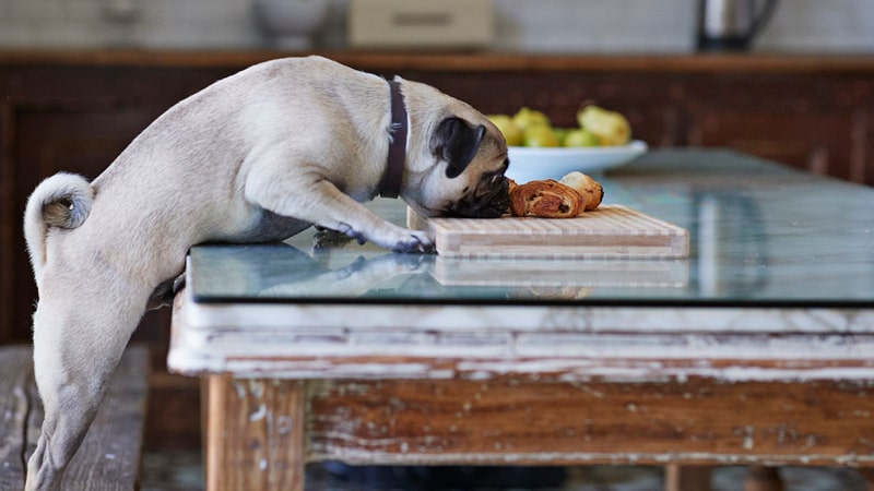 El chocolate, un dulce veneno para perros y gatos 1 Perro intenta comer dulce de chocolate