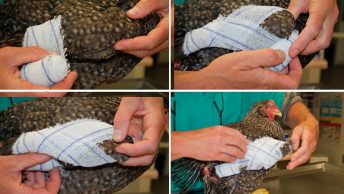 Vendaje en ocho alas de una gallina