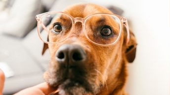 Perro labrador con gafas