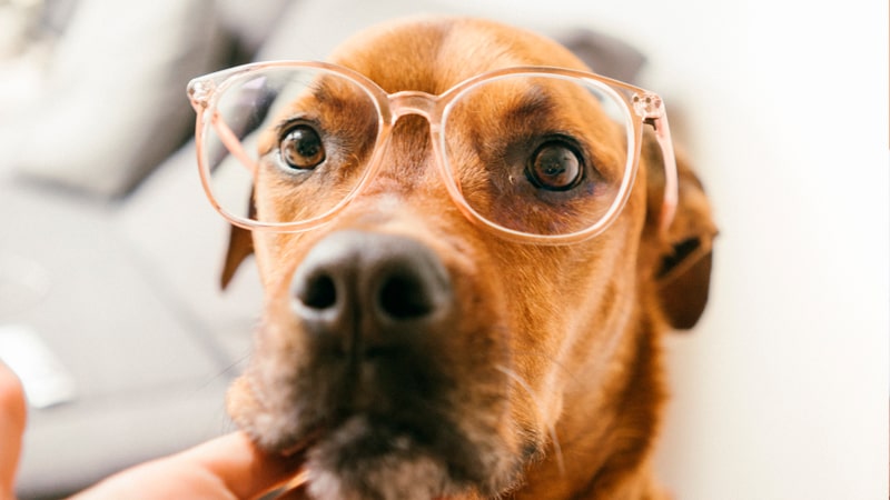 Perro labrador con gafas