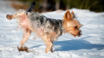 Perro meando en la calle