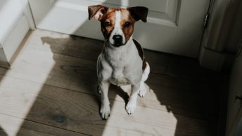 Perro sentado esperando a su dueño