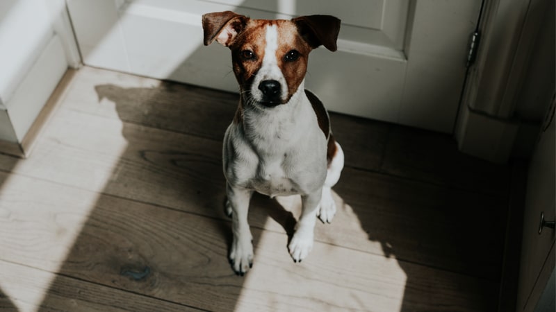 Perro sentado esperando a su dueño