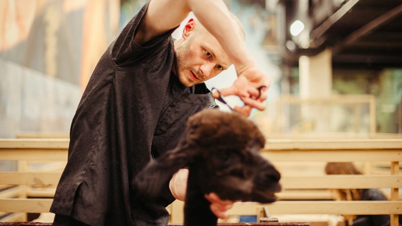 Corte de pelo de un perro