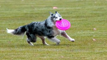 Perro practicando dogfrisbee