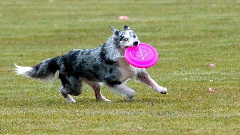 Perro practicando dogfrisbee