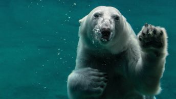 Oso polar bajo el agua