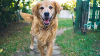 Perro atiende llamada de su dueño