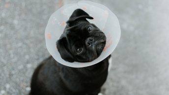 Perro con collar campana