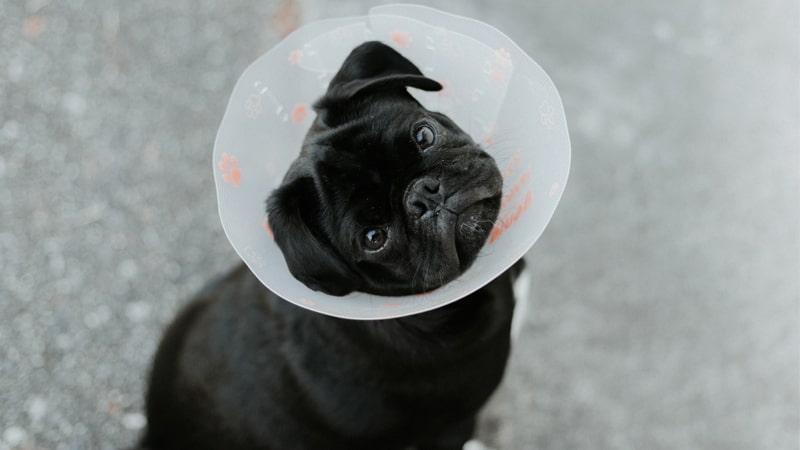 Perro con collar campana
