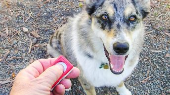 Entrenamiento canino con clicker