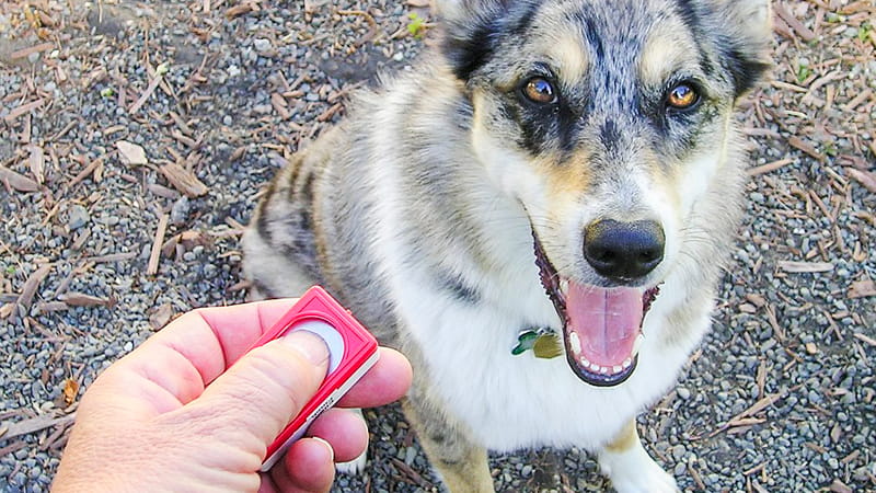 Entrenamiento canino con clicker