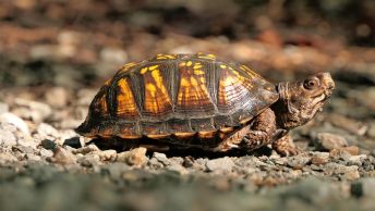 Tortuga con el caparazón intacto