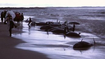 Varamiento de ballenas en Flinders Bay (Australia)